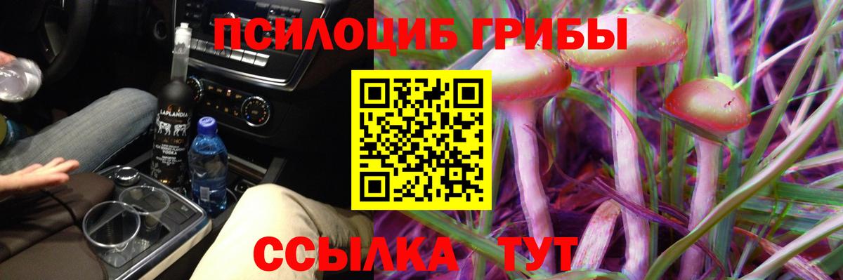 Галлюциногенные грибы Psilocybe Ейск